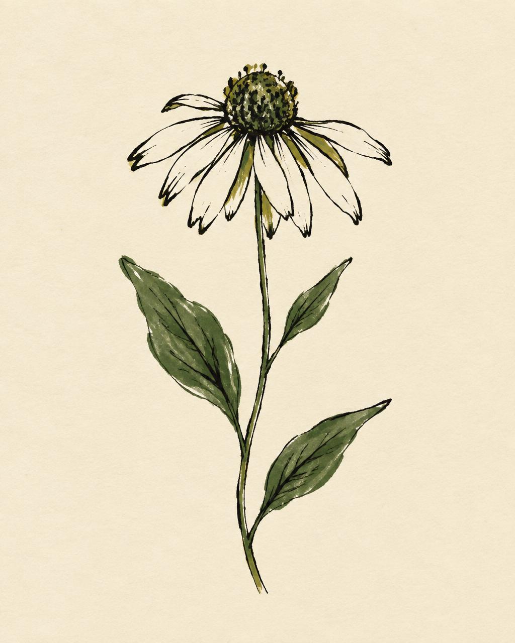 Hand-drawn Vignette flower